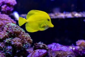 에볼루션카지노와 글로벌 IT 협업 사례 정리